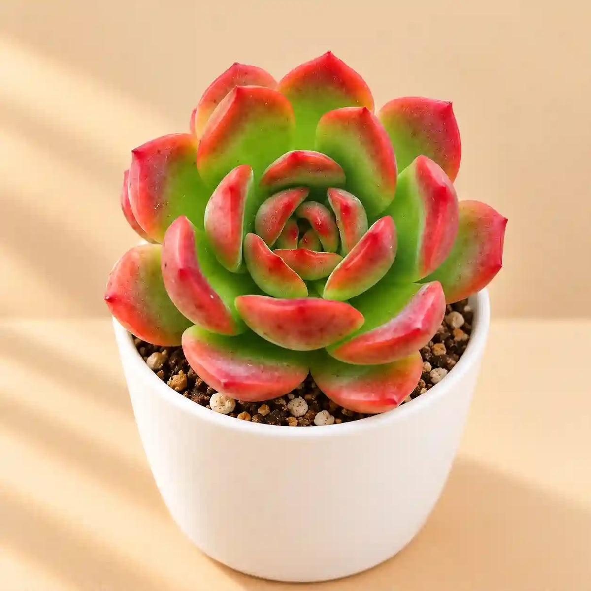 Echeveria Bene Musume