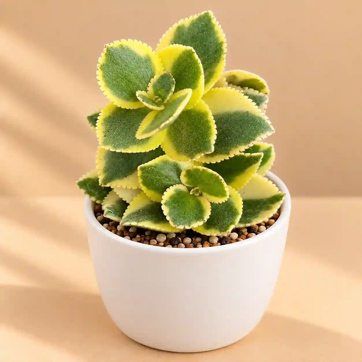 Crassula sarmentosa