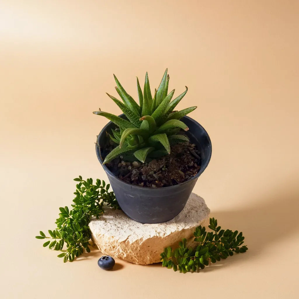 Succulent plant Haworthia atteunata in a black pot, available at Plant Orbit.