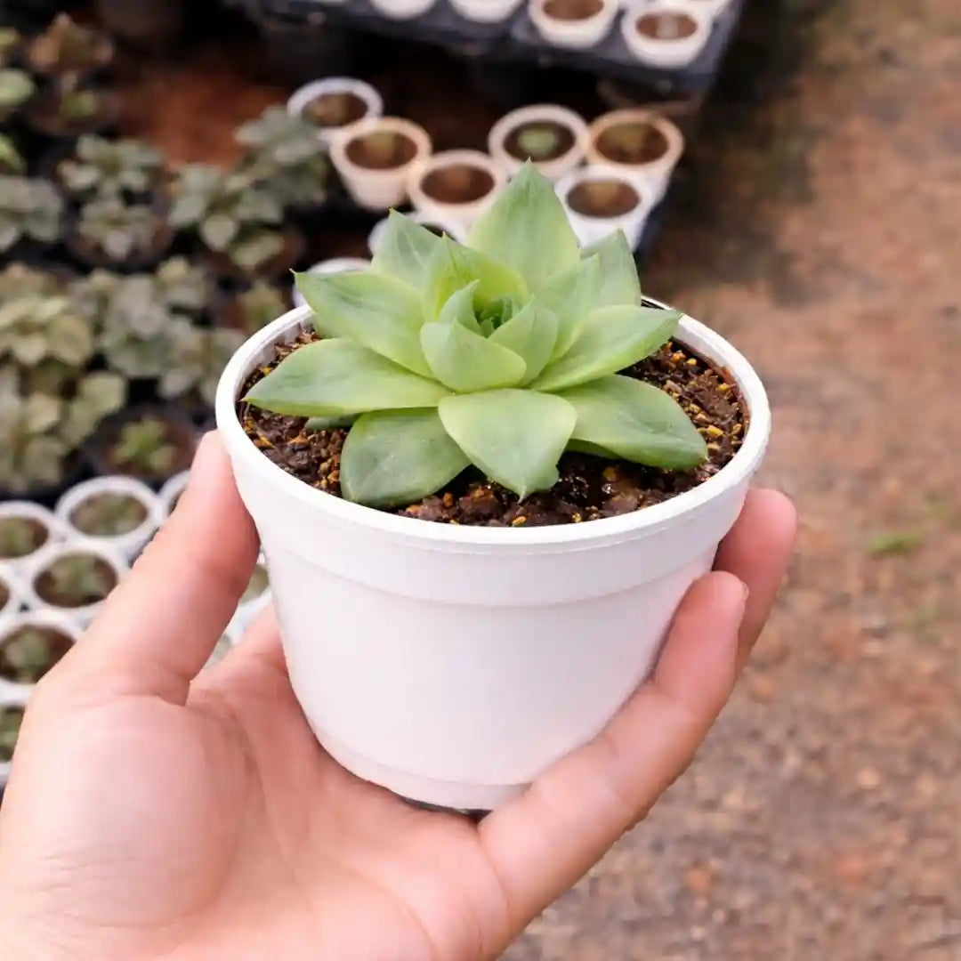 Haworthia cymbiformis succulent with light green, translucent-tipped leaves forming a compact rosette, growing in a white pot held in a person’s hand at a plant nursery.