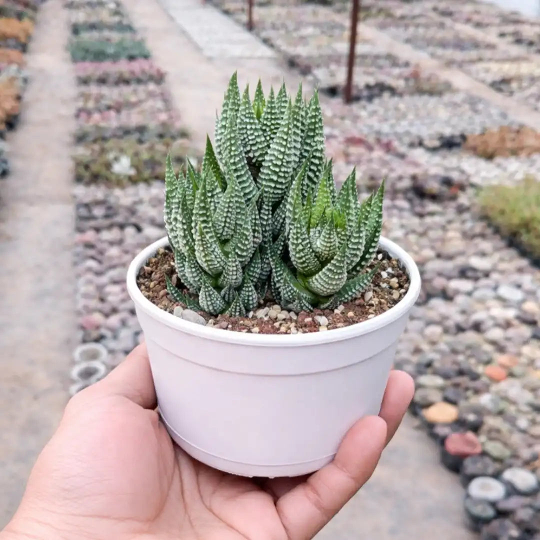 Haworthia reinwardtii succulent with upright dark green leaves covered in distinctive white raised markings, growing in a white pot held in a person’s hand at a plant nursery.