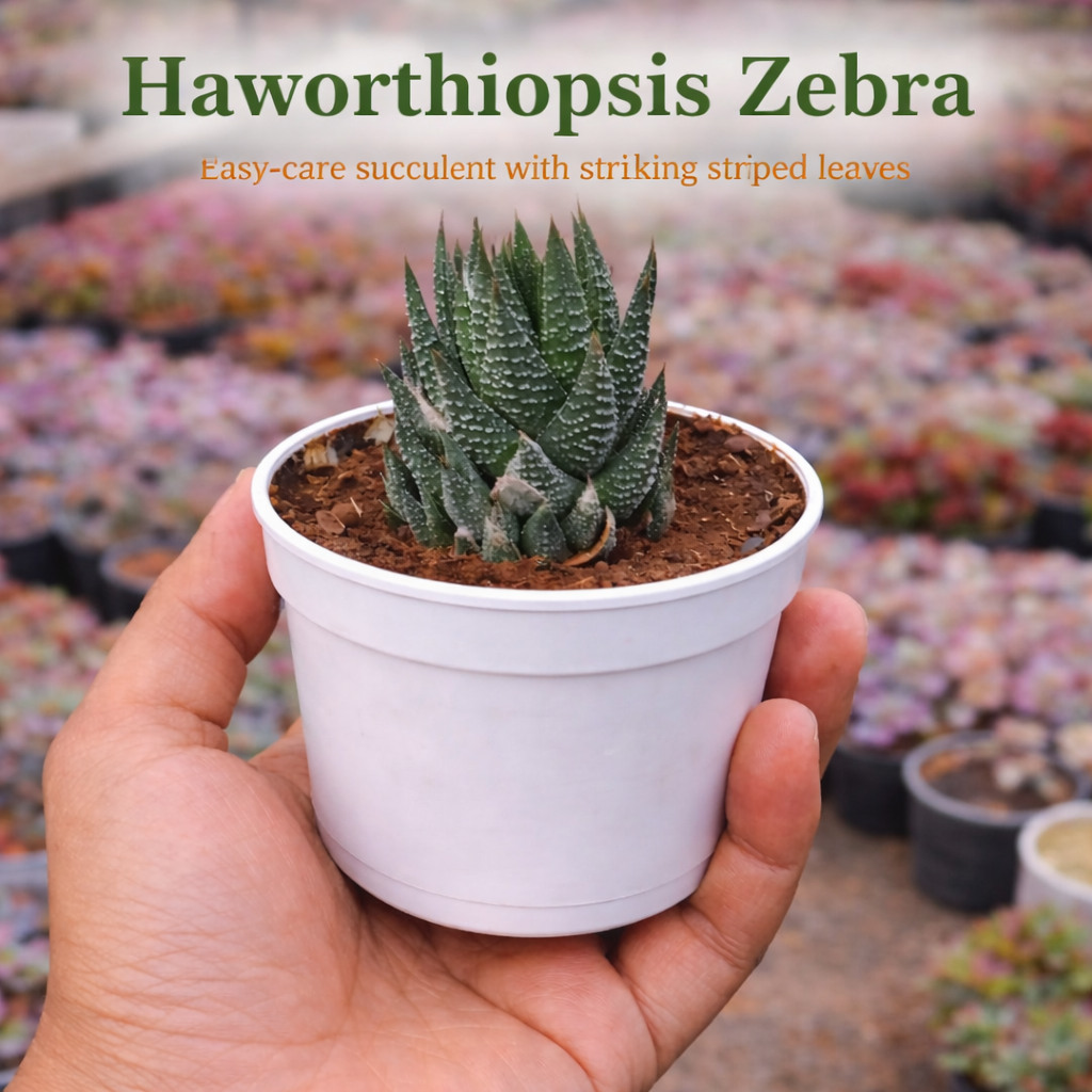 Pocket Friendly Succulent Combo – Set of 9 Live Succulent Plants by Plant Orbit