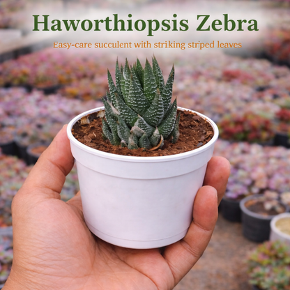 Pocket Friendly Succulent Combo – Set of 9 Live Succulent Plants by Plant Orbit