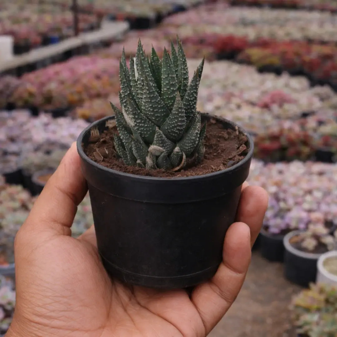 Hawothiopsis Zebra (Bare Rooted)