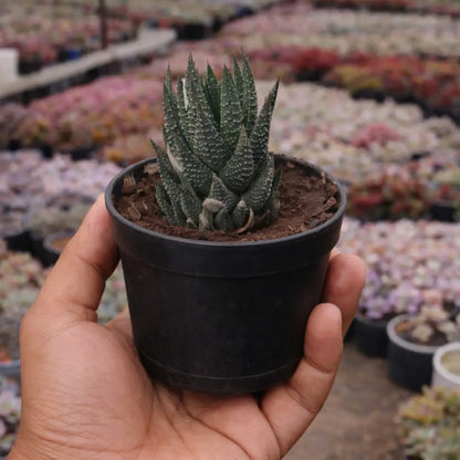 Hawothiopsis Zebra (Bare Rooted)