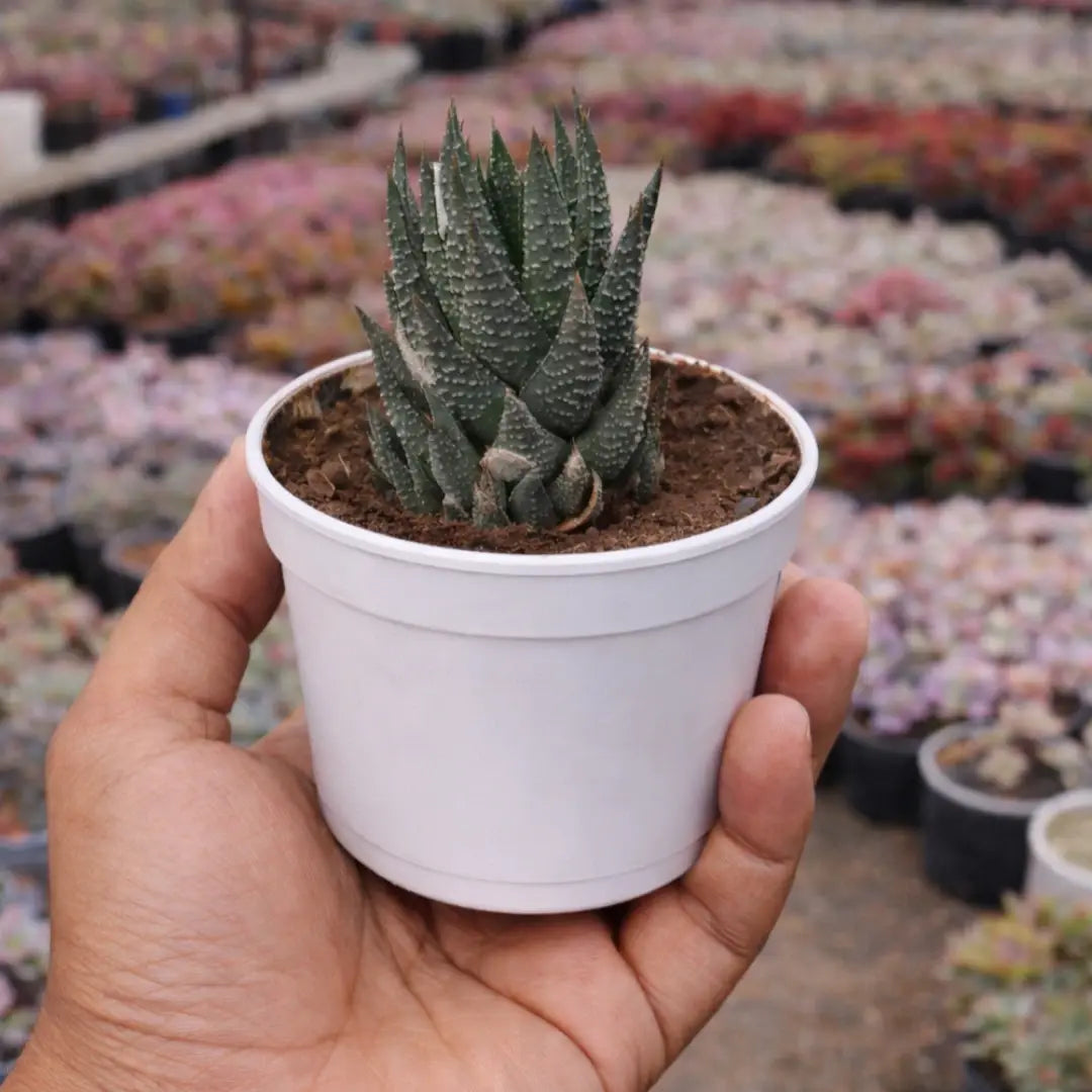 Haworthiopsis Zebra succulent with dark green, pointed leaves covered in white horizontal ridges, growing in a white pot held in a person’s hand at a plant nursery.