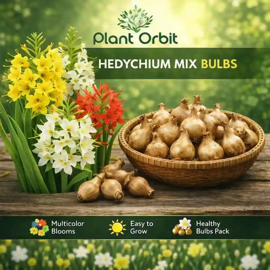 Hedychium Mix Bulb