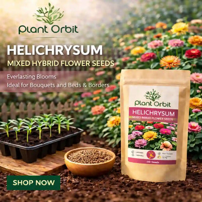 Helichrysum flower seeds packaging with plants and seeds on a garden background, featuring Plant Orbit brand.