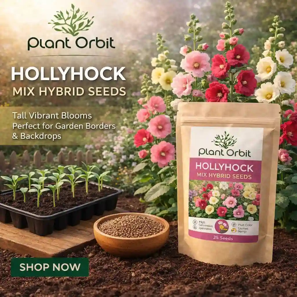 Hollyhock Mix Hybrid Seeds (25 seeds)