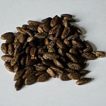 Salvia Red Flowering Seeds