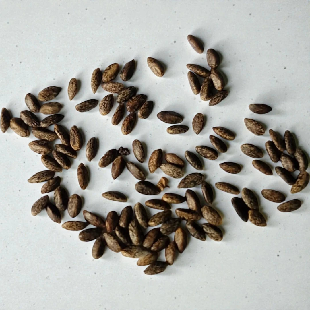 Salvia Red Flowering Seeds