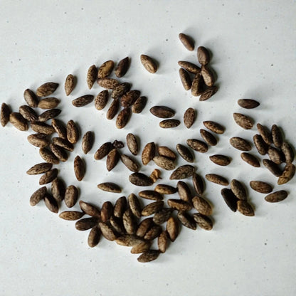 Salvia Red Flowering Seeds