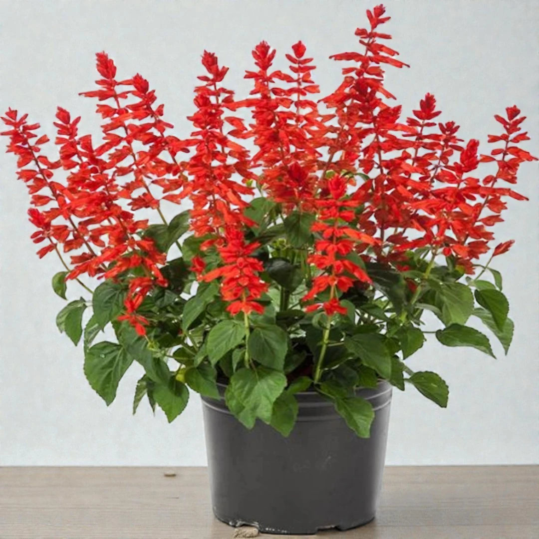 Salvia Red Flowering Seeds