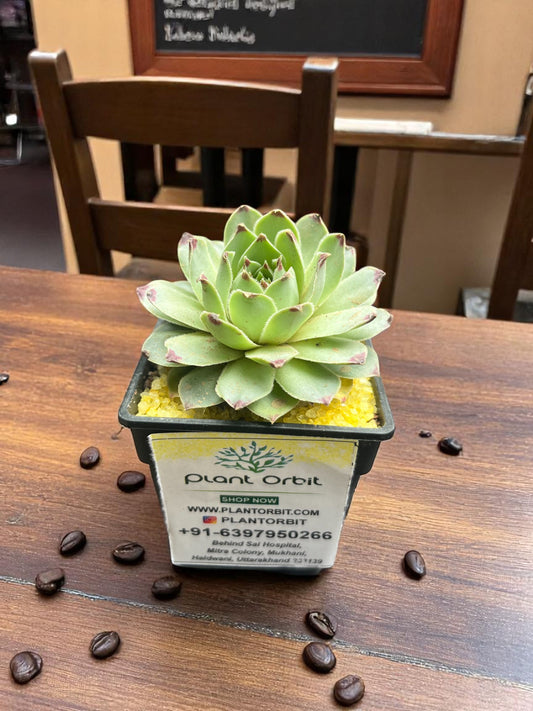 Sempervivum with Pot