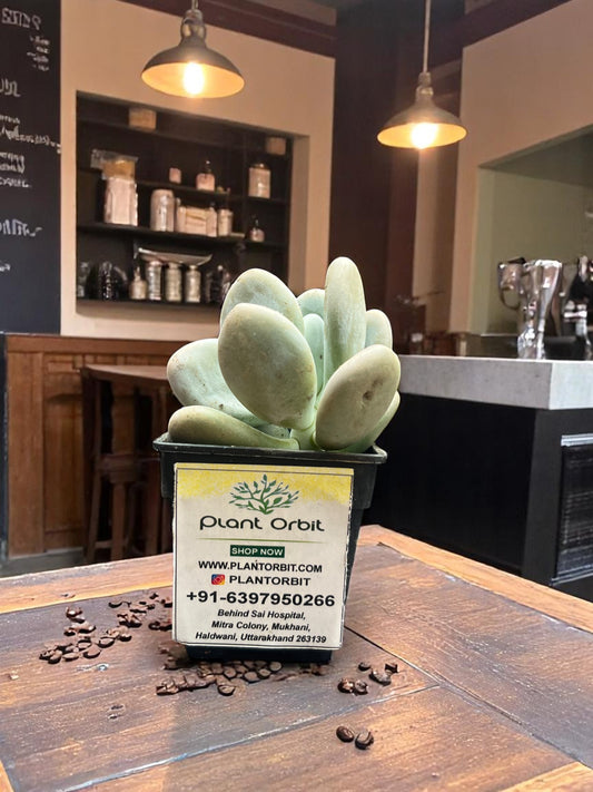 Moonstone in 3 inches pot