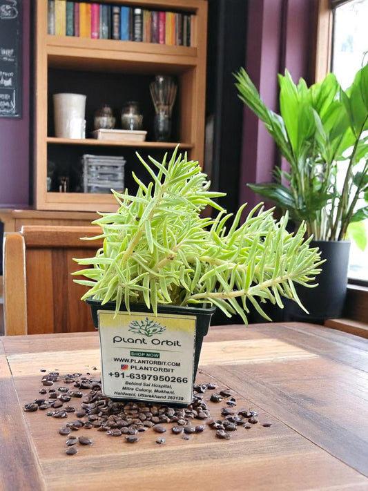 Sedum star Grass in 3 inches pot