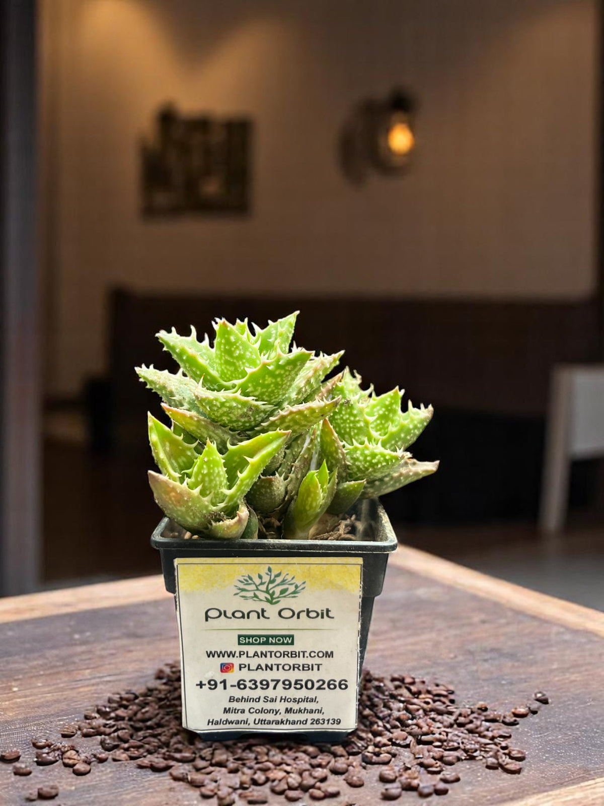 Aloe Juvenna (tiger tooth) Special ₹10 Plant