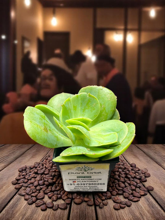 Echeveria Pallida in Pot