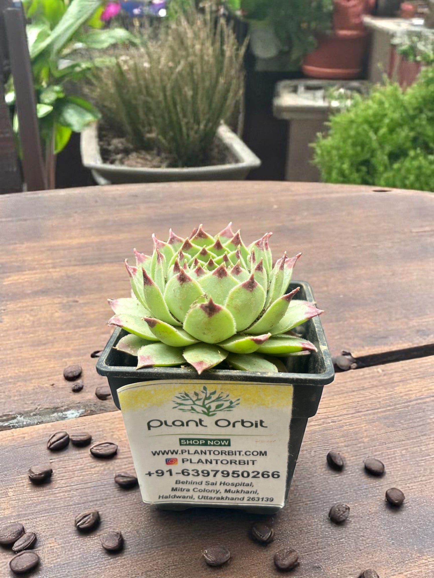 Sempervivum in pot