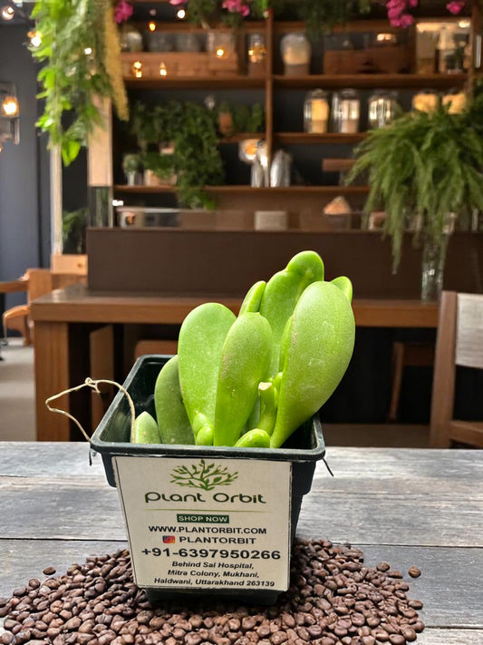 Hanging crassulla in pot