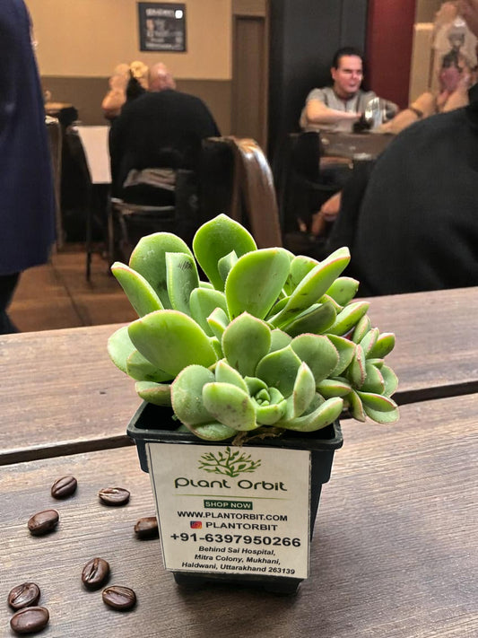 Aeonium Haworthii in pot