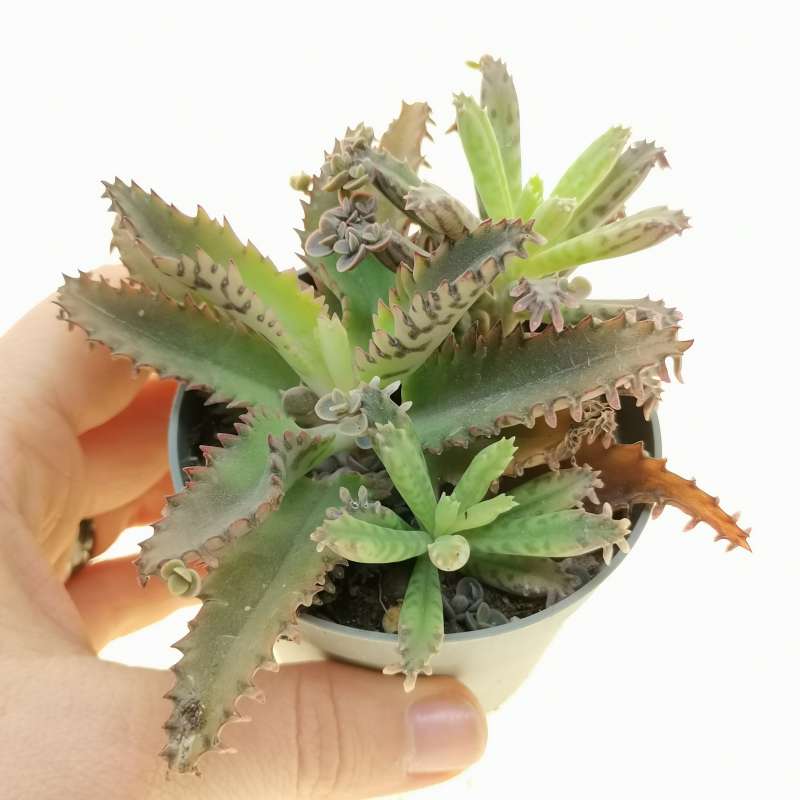 Kalanchoe delagoensis "Mother of Millions, Chandelier Plant" (Bare Rooted)