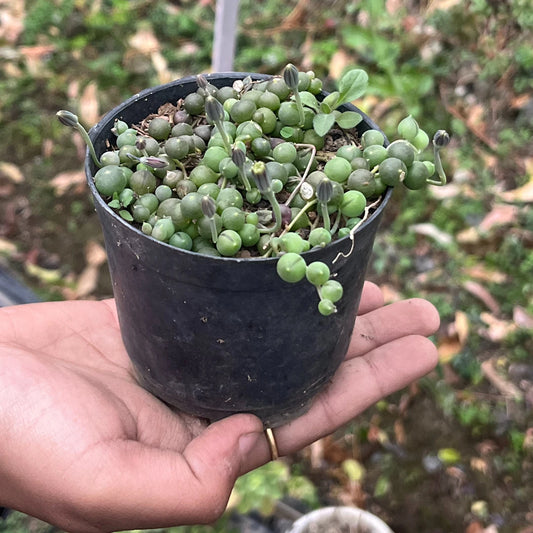Senecio rowleyanus String of pearls (Bare Rooted)