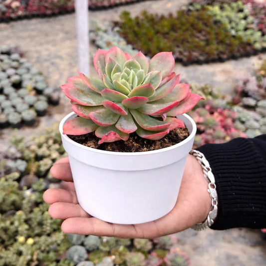 Echeveria 'Red Lipstick' (Bare Rooted)