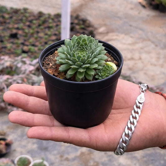 Sempervium Calcereum