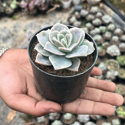 Echeveria Elegans Hybrid(Bare Rooted)