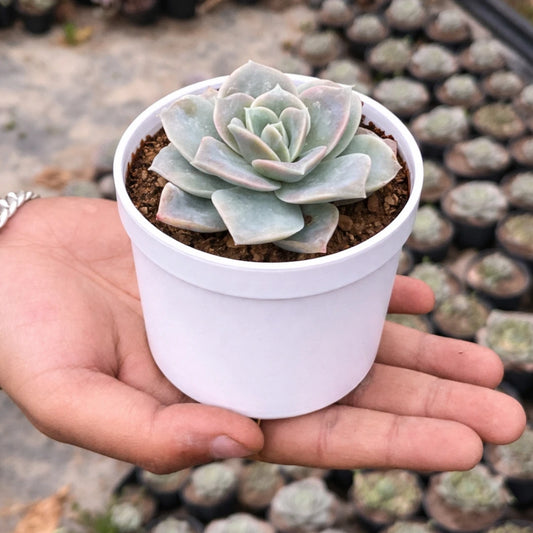 Echeveria Elegans Hybrid(Bare Rooted)
