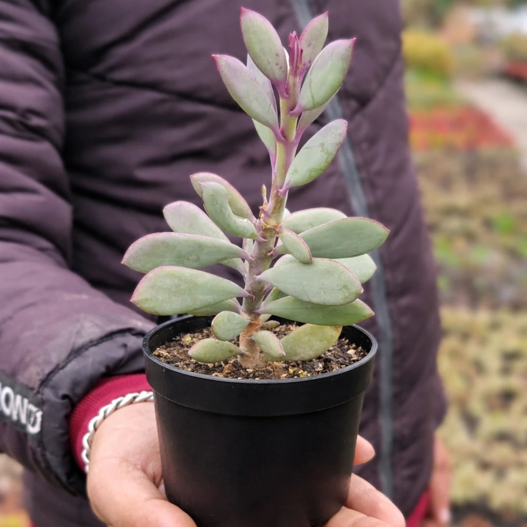 Echeveria 9