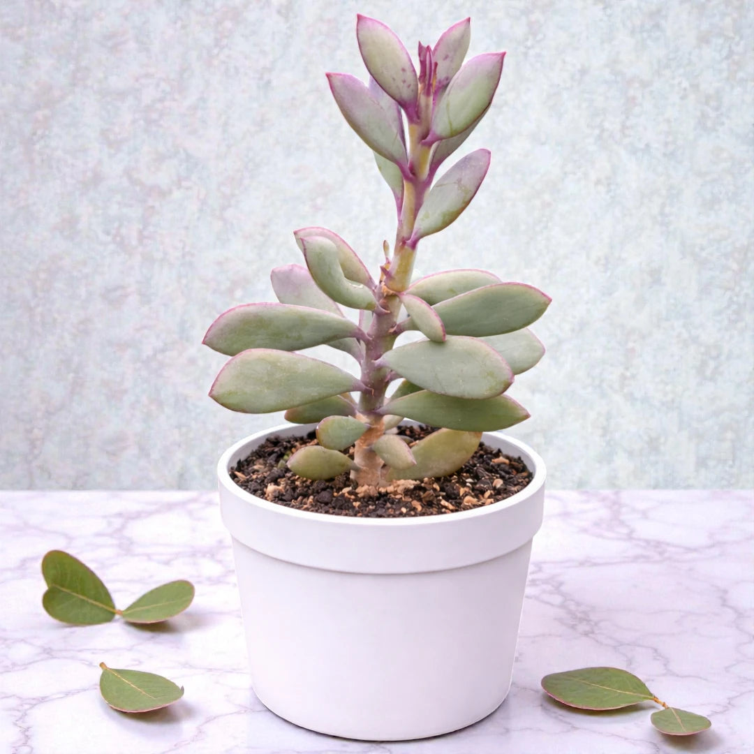 Echeveria 9