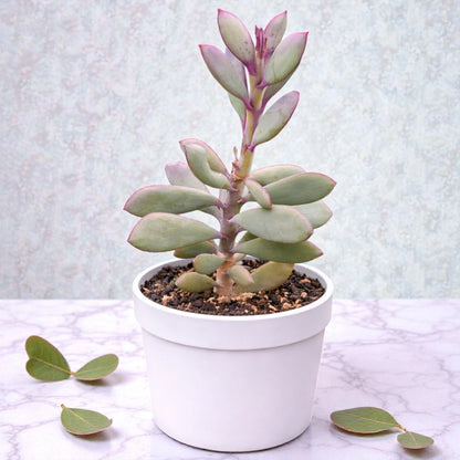 Echeveria 9