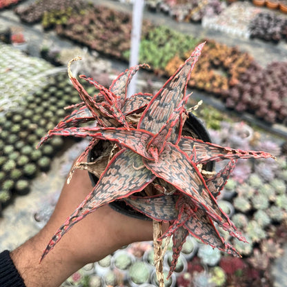 Christmas Carol Aloe (Bare Rooted)