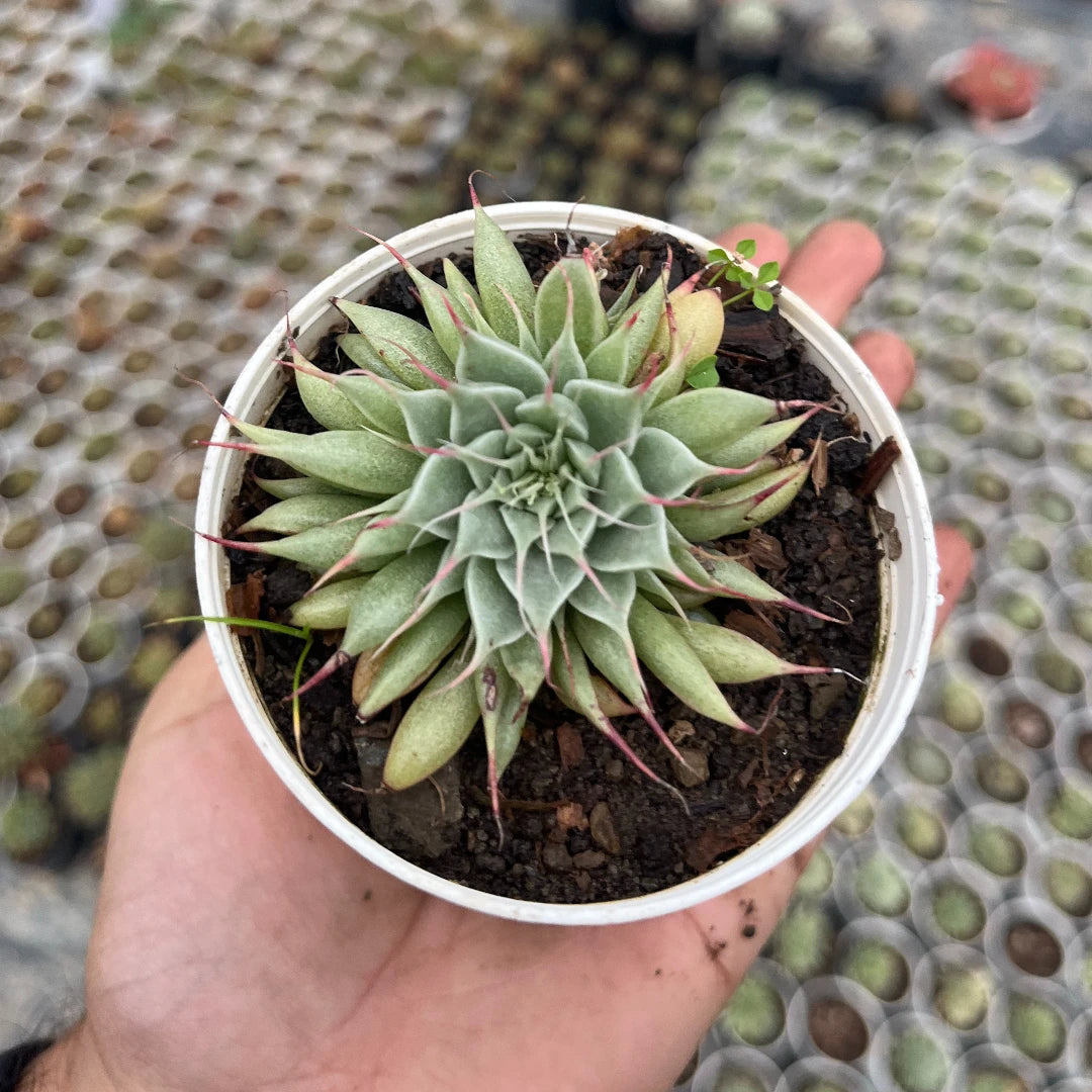 Graptoveria 'Silver Star' (Bare Rooted)