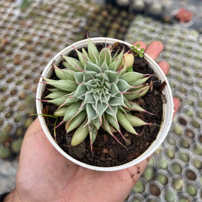 Graptoveria 'Silver Star' (Bare Rooted)