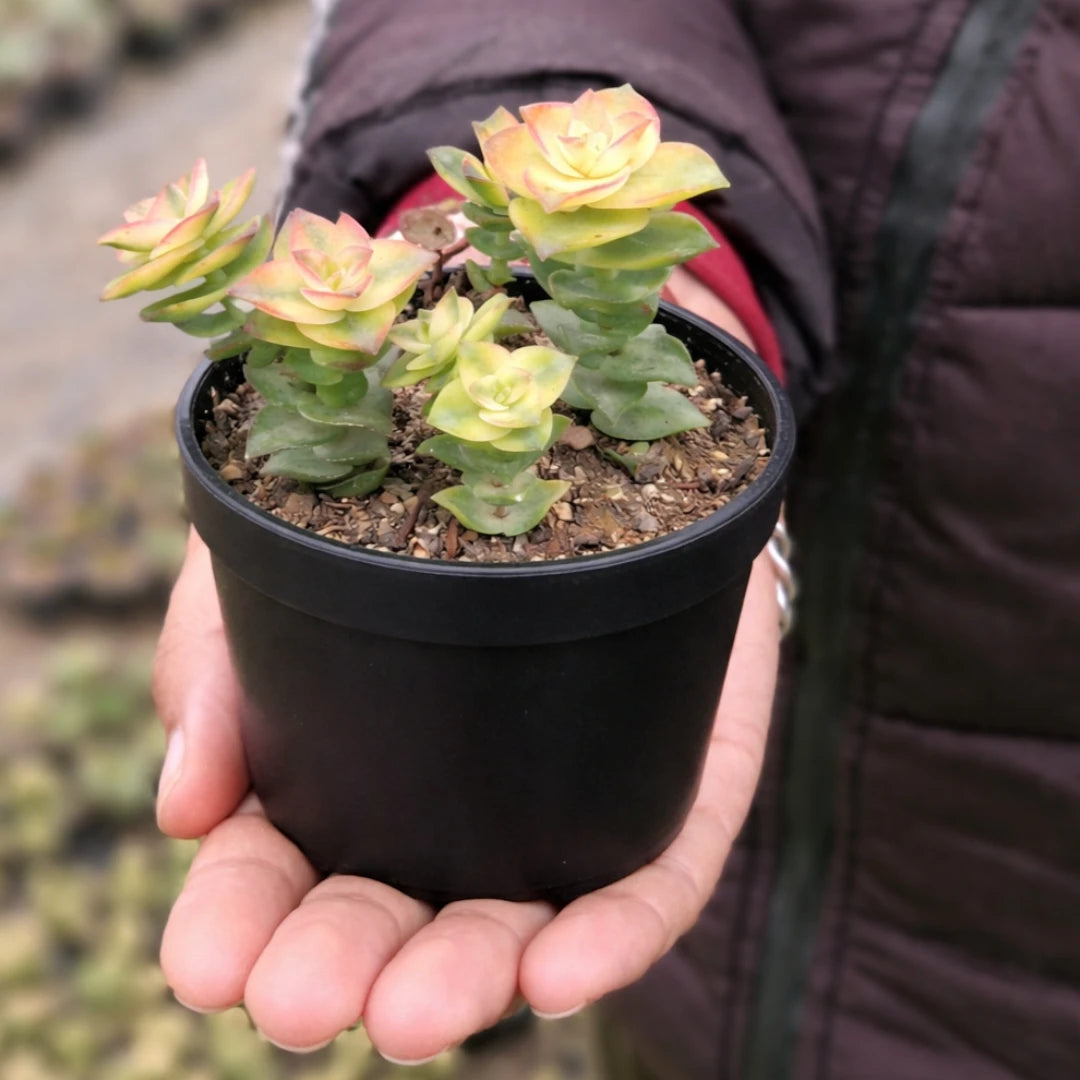 Crassula Perforata