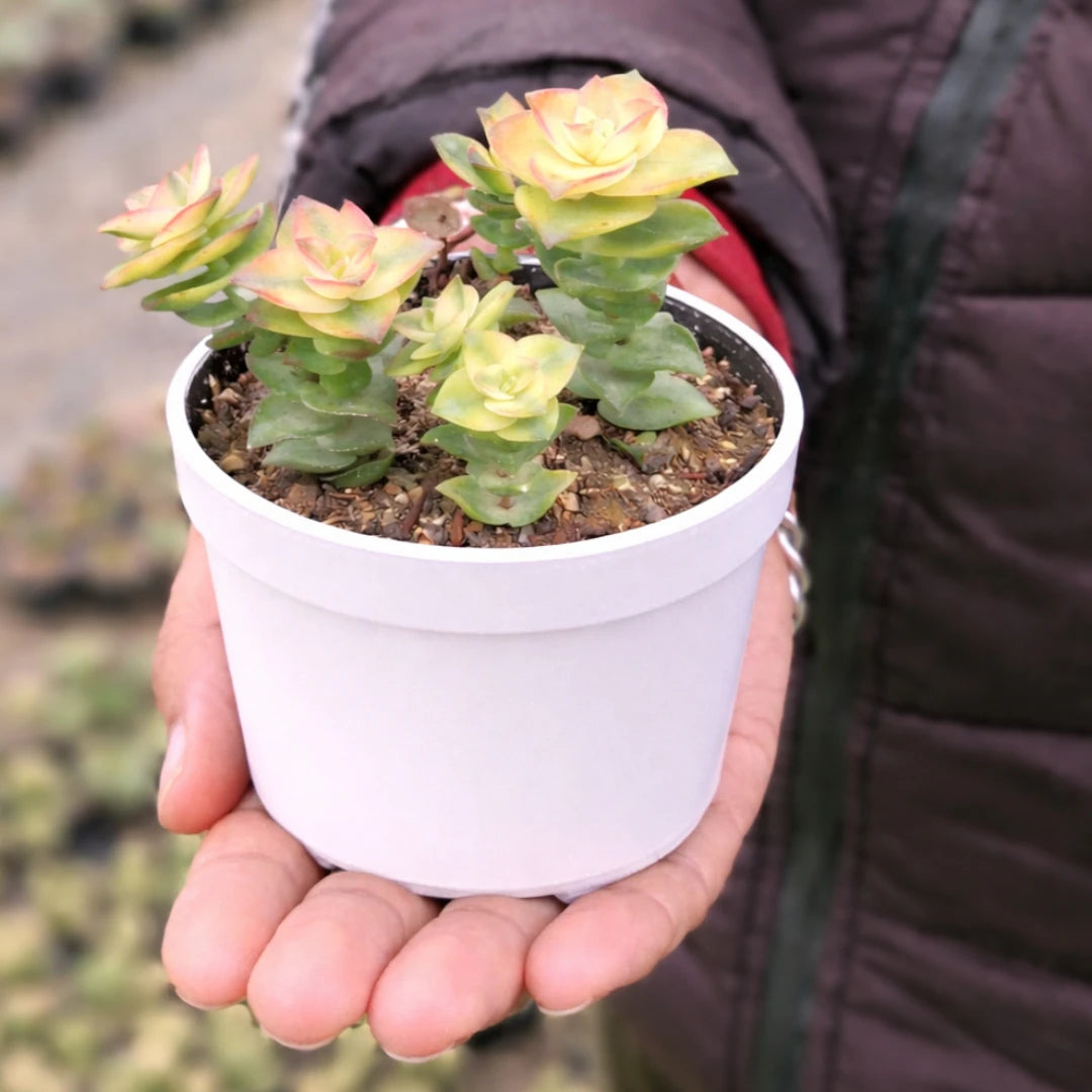 Crassula Perforata