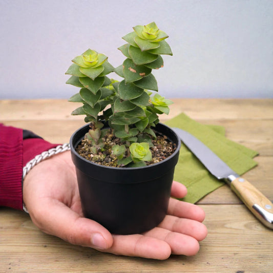 Variegated Crassula Perforata