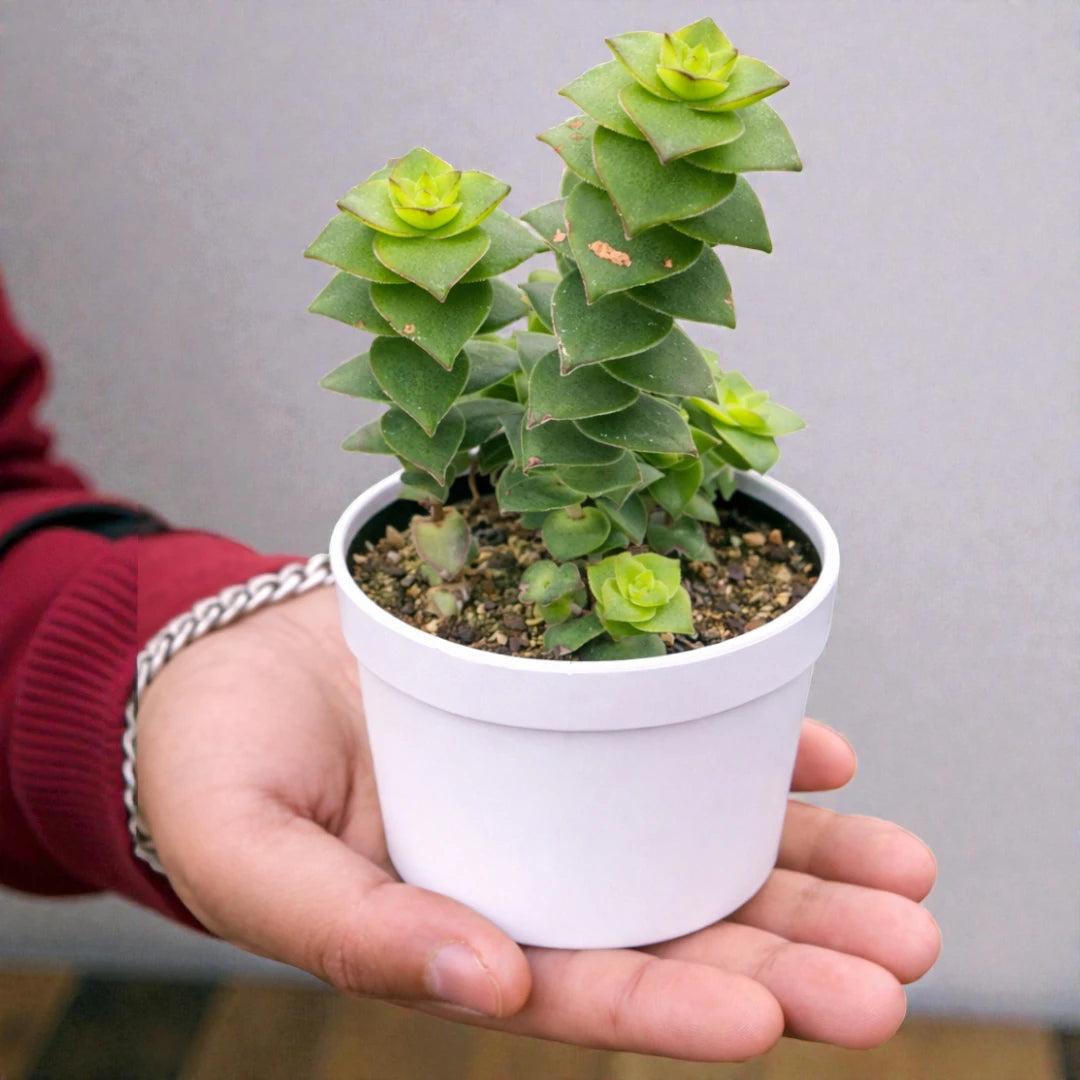 Variegated Crassula Perforata