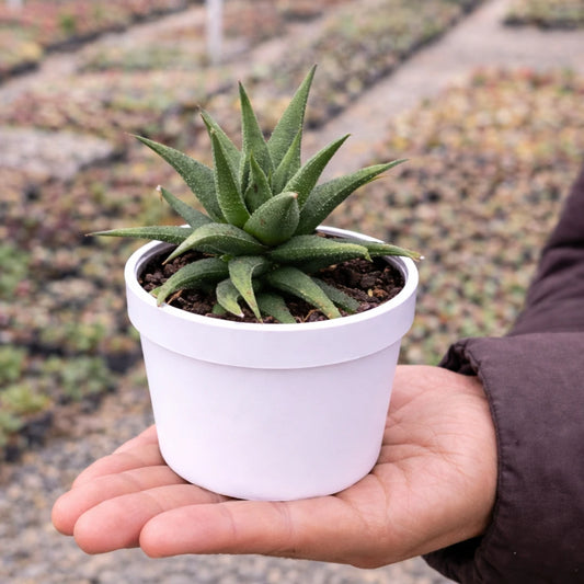 HAWORTHIA LIMIFOLIA (BARE ROOTED)