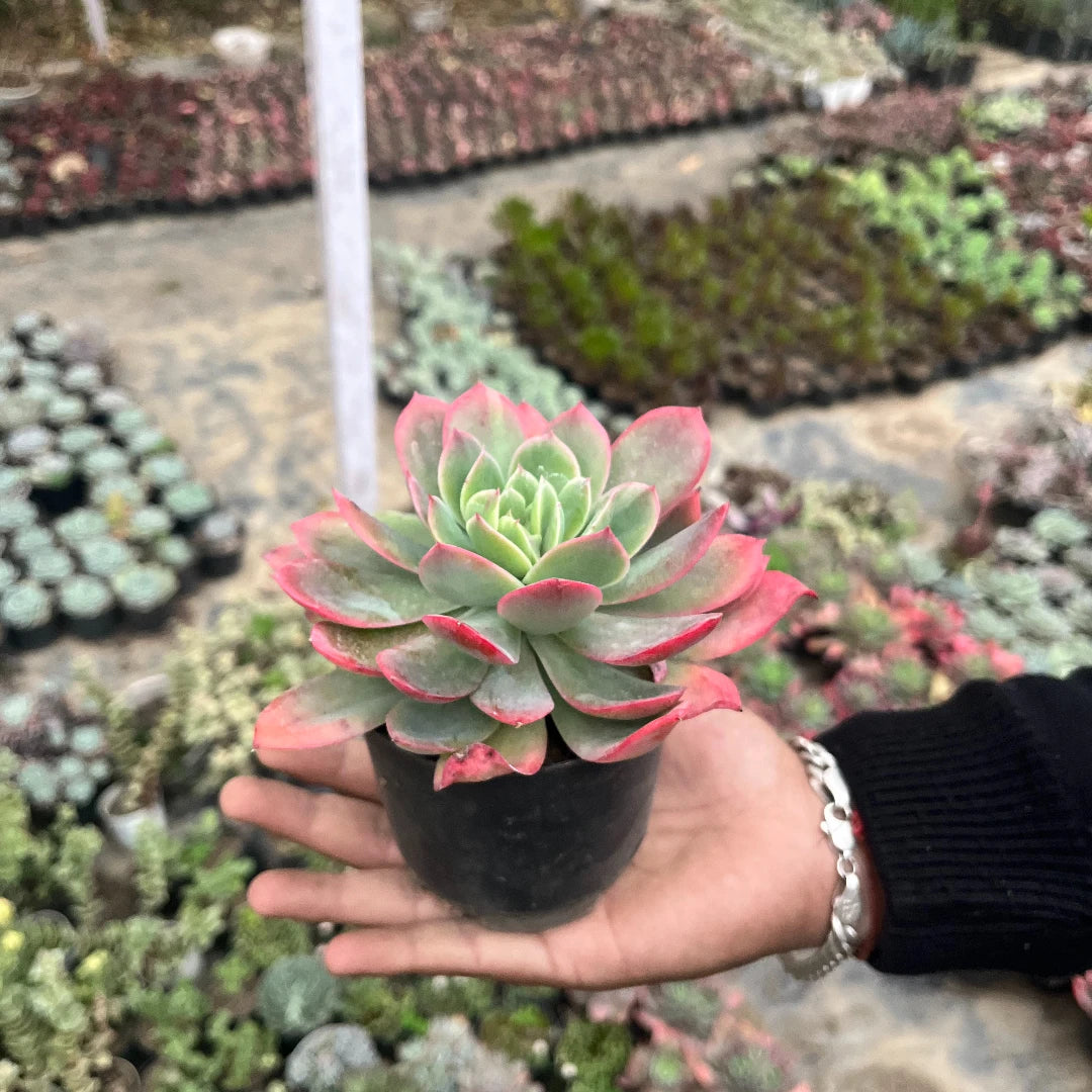 Echeveria 'Red Lipstick' (Bare Rooted)