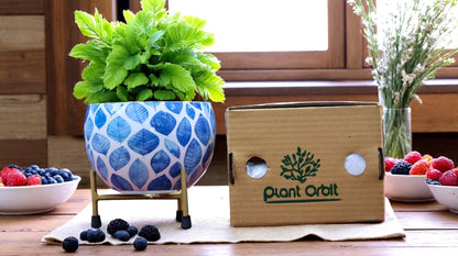Apple Meena Pot 1054 I