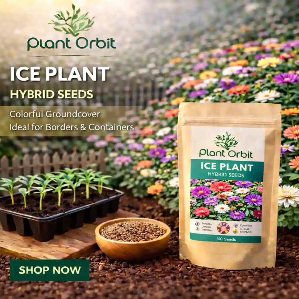 Ice Plant Hybrid Seeds