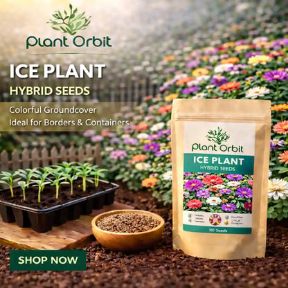 Ice Plant Hybrid Seeds