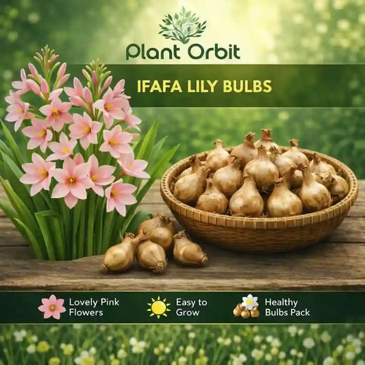 Ifafa Lily Bulbs