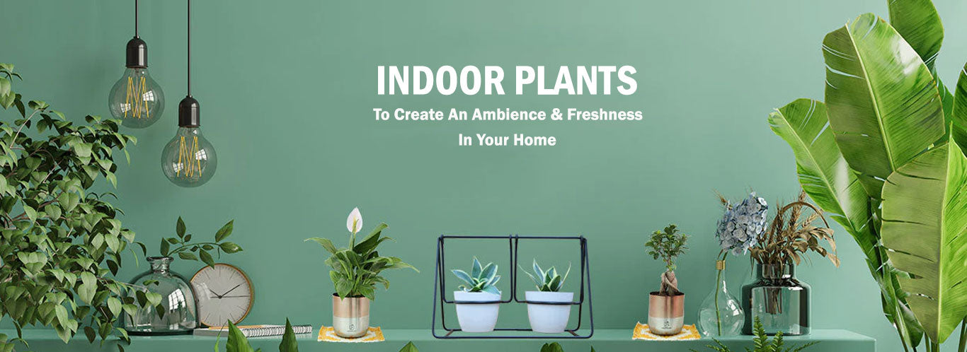 Indoor plants from Plant Orbit displayed in a stylish living room, offering lush greenery that transforms home interiors and invites a refreshing, natural ambiance perfect for enhancing any space — ideal for plant lovers looking to buy premium indoor plants.