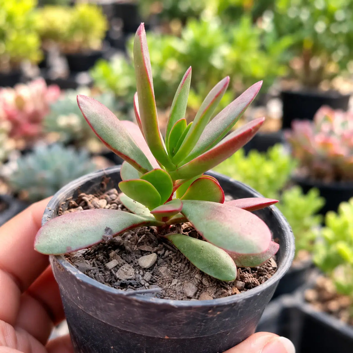 Jade Red Shade (Bare Rooted)