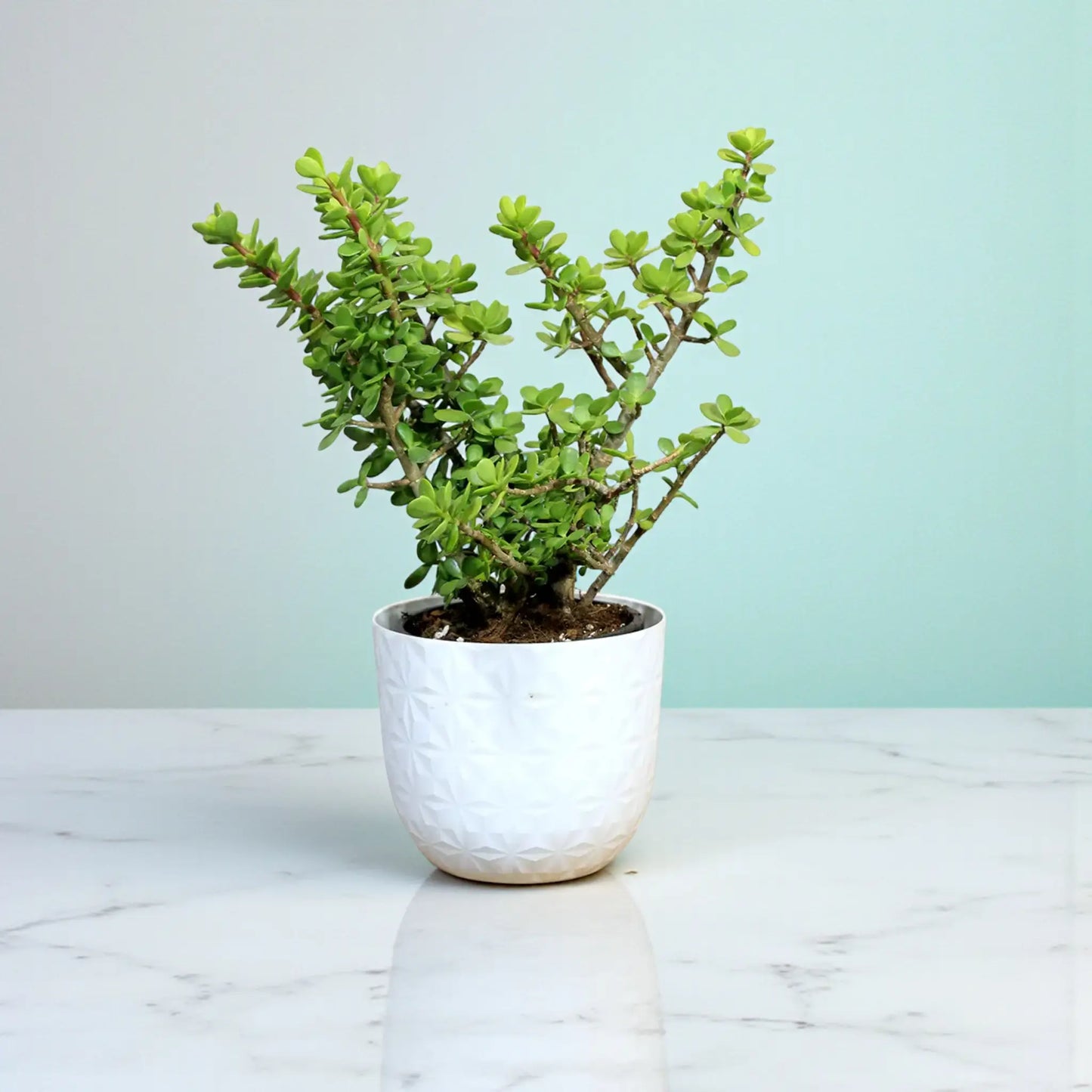 Crassula Jade plant (Kubber plant)